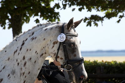 følchampionat 2018
Billeder frafølchampionat 2018
Nøgleord: colour style;k18-036