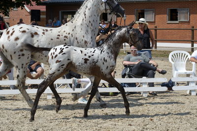 følchampionat 2018
Billeder frafølchampionat 2018
Nøgleord: colour style;k18-036