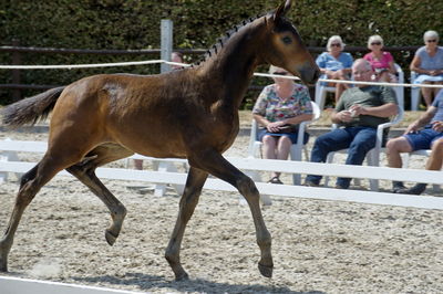 følchampionat 2018
Billeder frafølchampionat 2018
Nøgleord: k18-044;BORBJERGS MAESTRO DE BELA