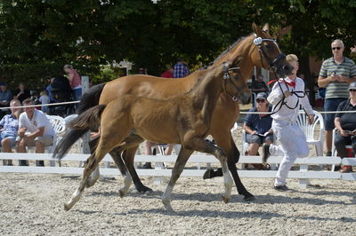 følchampionat 2018
Billeder frafølchampionat 2018
Nøgleord: sterhyldigs barolo;k18-039