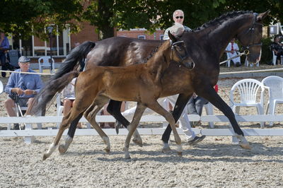 følchampionat 2018
Billeder frafølchampionat 2018
Nøgleord: vitello;k18-040