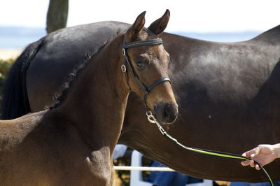 følchampionat 2018
Billeder frafølchampionat 2018
Nøgleord: klhave&#039;s hero;k18-041