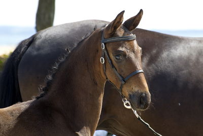 følchampionat 2018
Billeder frafølchampionat 2018
Nøgleord: klhave&#039;s hero;k18-041