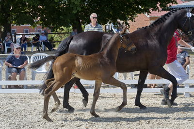 følchampionat 2018
Billeder frafølchampionat 2018
Nøgleord: klhave&#039;s hero;k18-041