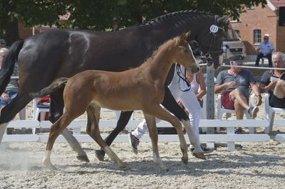 følchampionat 2018
Billeder frafølchampionat 2018
Nøgleord: holmens ferranzo;k18-032