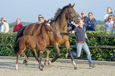 Følaften 2018
Billeder fra stævnet
Nøgleord: bh don olymbrio;bh01;lauries crusador xx;hingst