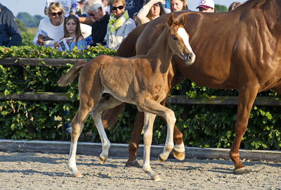 Følaften 2018
Billeder fra stævnet
Nøgleord: bh farrell;bh03;bh zack;hingst