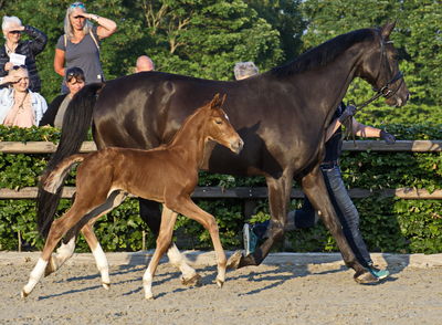 Følaften 2018
Billeder fra stævnet
Nøgleord: bh14;bh veneziano;fürst heinrich