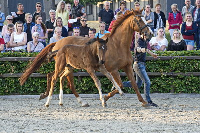 Følaften 2018
Billeder fra stævnet
Nøgleord: bh zack;bh19;bh fifty cent