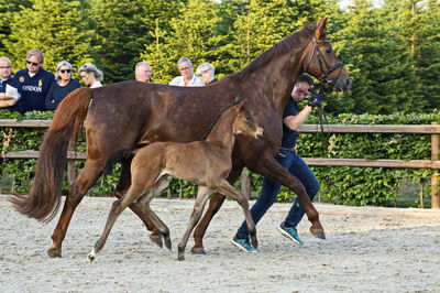 Følaften 2018
Billeder fra stævnet
Nøgleord: bh  zackerey;bh romanov;bh27