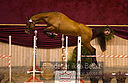 Filnavn=DSC_3918.jpg
Filstørrelse=339KiB
Dimensioner=1241x806
Dato for tilføjelse=%12 %753, %2018 DSC_3918.jpg