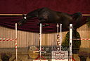Filnavn=DSC_3953.jpg
Filstørrelse=372KiB
Dimensioner=1211x826
Dato for tilføjelse=%12 %753, %2018 DSC_3953.jpg