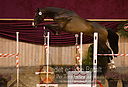 Filnavn=DSC_3963.jpg
Filstørrelse=333KiB
Dimensioner=1211x826
Dato for tilføjelse=%12 %753, %2018 DSC_3963.jpg