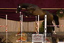 Filnavn=DSC_3964.jpg
Filstørrelse=343KiB
Dimensioner=1211x826
Dato for tilføjelse=%12 %753, %2018 DSC_3964.jpg