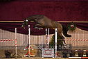 Filnavn=DSC_4007.jpg
Filstørrelse=388KiB
Dimensioner=1224x817
Dato for tilføjelse=%12 %753, %2018 DSC_4007.jpg