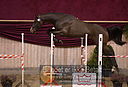 Filnavn=DSC_4014.jpg
Filstørrelse=326KiB
Dimensioner=1211x826
Dato for tilføjelse=%12 %753, %2018 DSC_4014.jpg