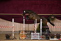 Filnavn=DSC_4030.jpg
Filstørrelse=368KiB
Dimensioner=1224x817
Dato for tilføjelse=%12 %753, %2018 DSC_4030.jpg