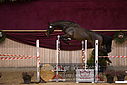 Filnavn=DSC_4049.jpg
Filstørrelse=372KiB
Dimensioner=1224x817
Dato for tilføjelse=%12 %753, %2018 DSC_4049.jpg