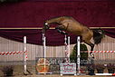 Filnavn=DSC_4097.jpg
Filstørrelse=377KiB
Dimensioner=1224x817
Dato for tilføjelse=%12 %754, %2018 DSC_4097.jpg